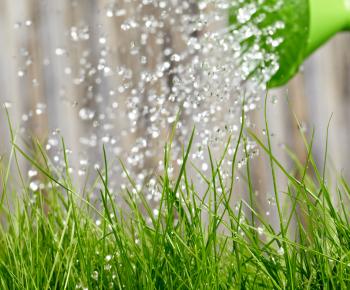 de l'herbe arrosée avec un arrosoir